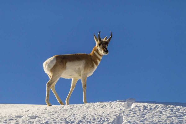 WY, Paradise Valley pronghorn standing on hill